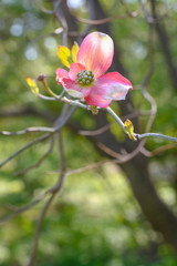 Flower Cornus florida