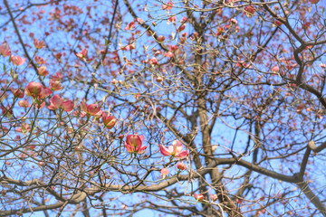 Flower Cornus