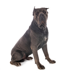cane corso in studio