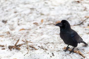 black crow on snow