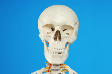 Artificial human skeleton model on blue background, closeup