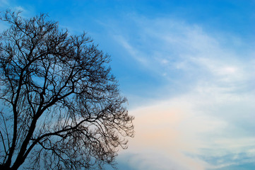 silhouette dead tree with blue sky  background