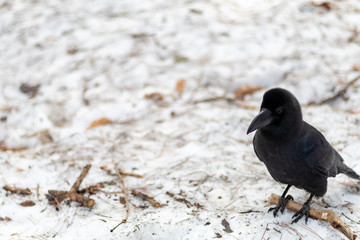 black crow on snow