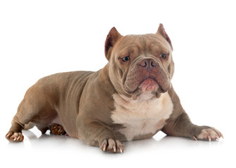 american bully in studio