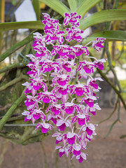 Obraz premium orchid flowers