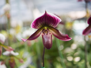 Paphiopedilum orchid flower