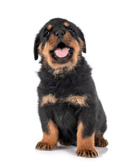 puppy rottweiler in studio