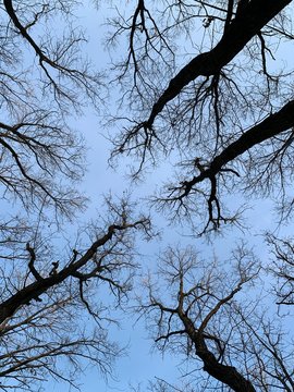 Branches and crowns of a leafless tree against a blue sky in daylight. Winter landscape of tree. 