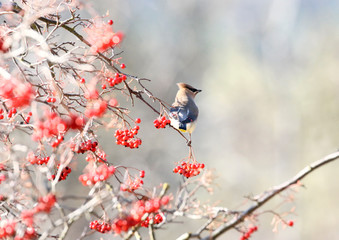 Cedar Waxwing with red berries