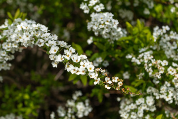 white flowers in garden