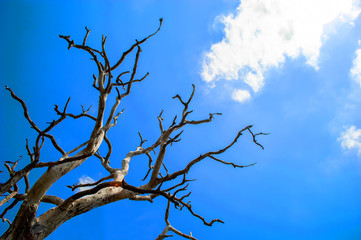 Leafless tree on blue sky background