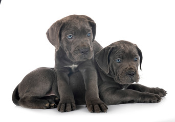 Obraz premium puppies cane corso