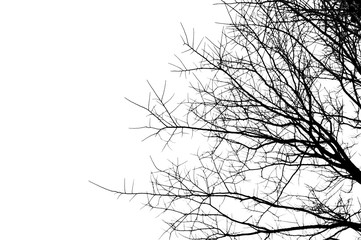 silhouette branch die  tree on white background