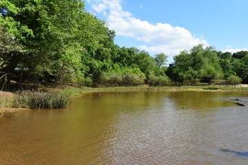 swampy pond during summer in mississippi