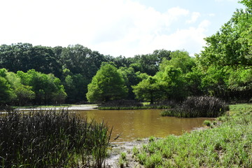 swampy pond during summer in mississippi