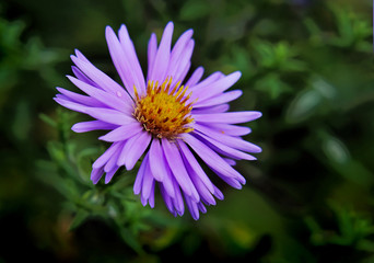 Fototapeta premium Autumn flower