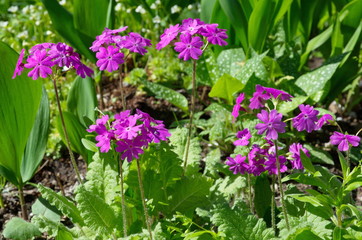 Obraz premium Primula cortusoides blooms in the garden