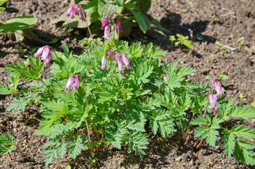 Dicentra exceptional (lat. Dicentra eximia) blooms in a flower bed in the spring garden
