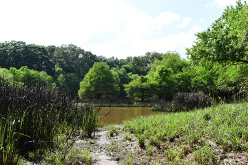 swampy pond during summer in mississippi
