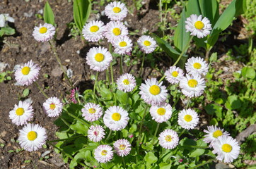 Flowering daisies (lat. Bellis perennis) in the garden in spring