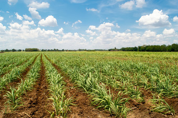 Fototapeta na wymiar Sugarcane plantation on hill with blue sky and cloud background