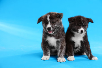 Obraz premium Cute Akita inu puppies on light blue background. Friendly dogs