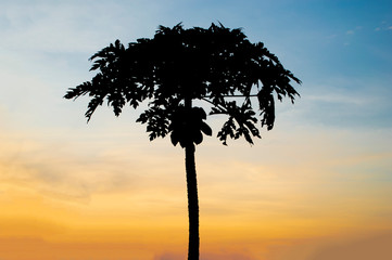 Silhouette papaya and sunset light on sky background