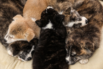 Fototapeta premium Akita inu puppies on pet pillow, above view. Cute dogs