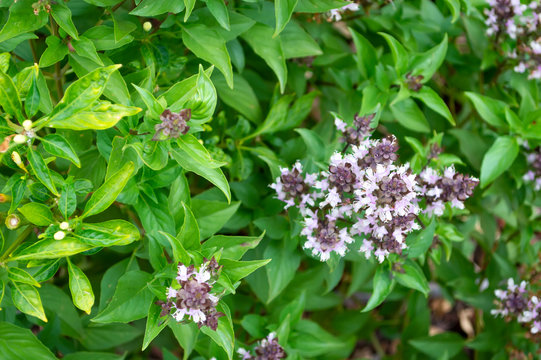 basil flower and leaf is herd for Health