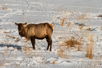 Maral. Deer on th snow. Winter.