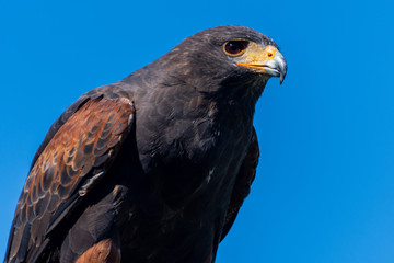 Wüstenfalke