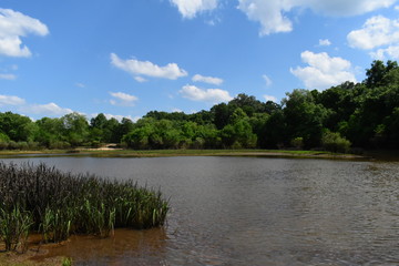 Obraz na płótnie Canvas swampy pond during summer in mississippi