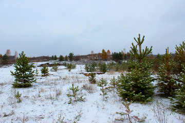 he first snow in the fall. Small green pines covered with first snow at the beginning of winter. Beautiful natural landscape without the sun. Space for text, copy space. Russia, the Urals.