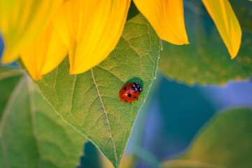 ladybug on sunflower