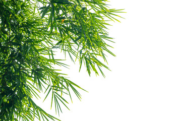 Fototapeta premium bamboo leaf isolated on white background