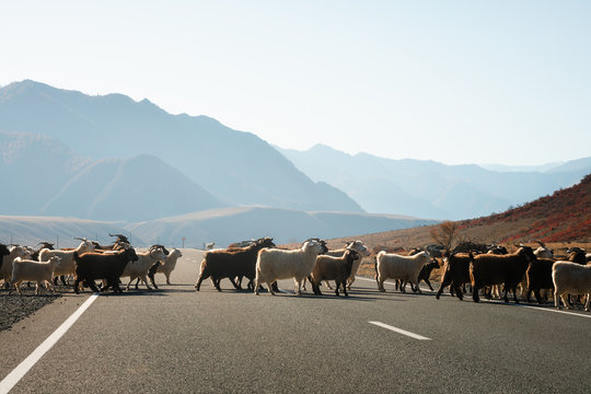 Goats are crossing mountain road.