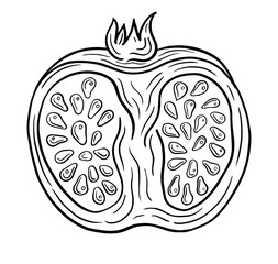 pomegranate fruit hand drawn engraved sketch drawing vector