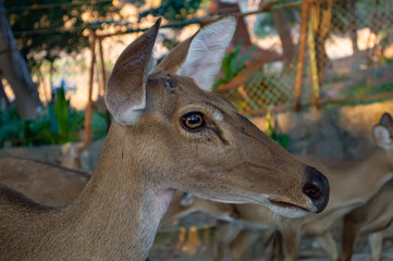 Close-up fallow deer at zoo