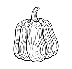 pumpkin hand drawn engraved style sketch drawing vector