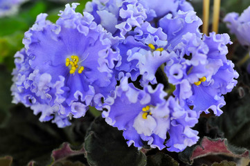 Saintpaulia (African violets) flower in the pot close up.