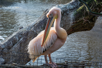 Beautiful light-pink pelican stands near the water in the daylight