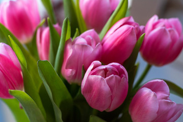 Bouquet of pink beautiful tulips with green leaves in the brood daylight close-up