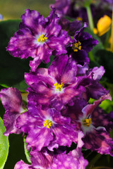 Obraz premium Saintpaulia (African violets) flower in the pot close up.