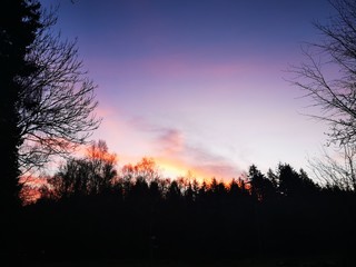 Fototapeta na wymiar sunset in forest