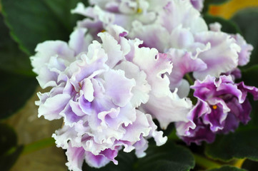 Saintpaulia (African violets) flower in the pot close up.