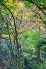 Fall colours at Minoo Park in Osaka, Japan