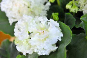 Saintpaulia (African violets) flower in the pot close up.