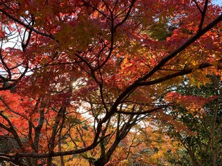 red maple tree in autumn