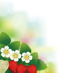 Obraz premium strawberries in the bright sunlight