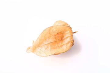 Fresh physalis on light background